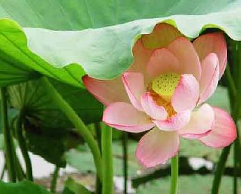西湖荷花留住了游人的脚步（图）