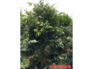 艾斯卡嘉宝果