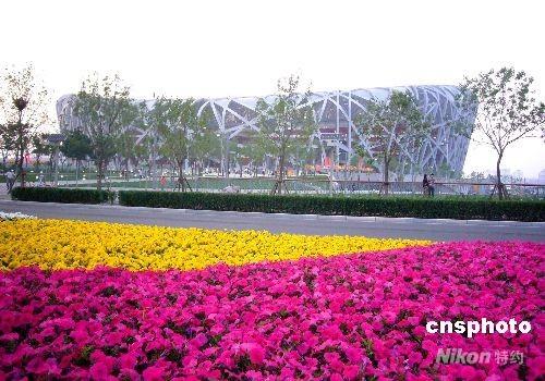 奥运花卉将上演蝴蝶恋