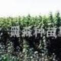 绣线菊