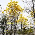 黄花风铃木