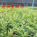 巴西甜樱桃