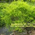 黄金香柳球 千层金球