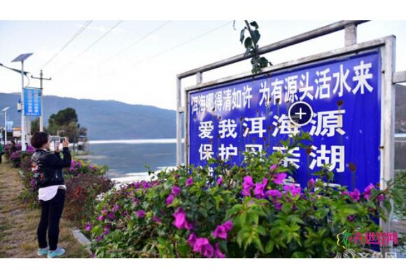 大理建州60周年 5万多盆花卉同台媲美