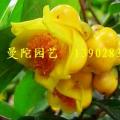 金花茶