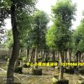 香樟树