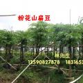 粉花山扁豆