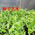 香水柠檬