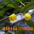 金花茶