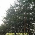小叶榄仁