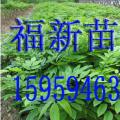 黄花梨