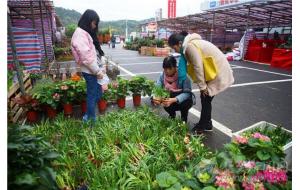 韶关迎春花市开市 共设120个花市档口