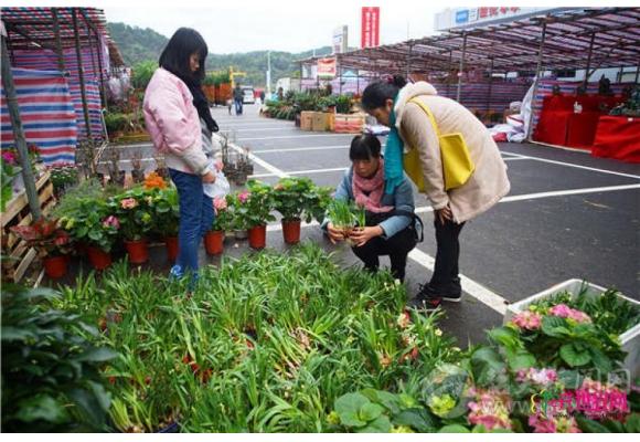 韶关迎春花市开市 共设120个花市档口 韶关迎春花市开市 共设120个花市档口