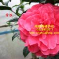 茶花  首演