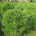非洲茉莉