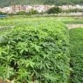 发财树