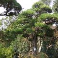 日本罗汉松