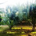 沙巴榈