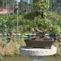 山指甲6 Ligustrum