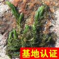 金鱼藻