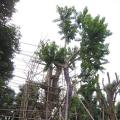 万紫千红