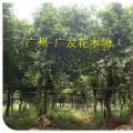 小叶榕