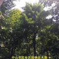 朴树