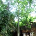 美丽异木棉