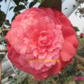 茶花（十里红尘）