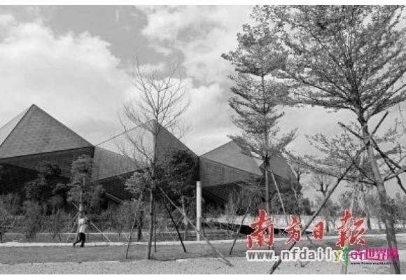 广东深圳：10万株景观树 将扮绿“生态龙岗”