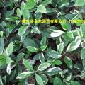 非洲茉莉