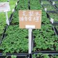 黄花梨