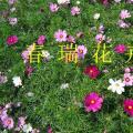 波斯菊