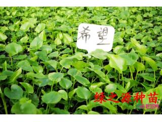 希望蔓绿绒