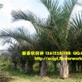 象鼻棕榈