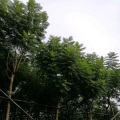 蓝花楹