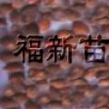 湿地松种子
