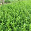河北常青绿化苗木批发小叶黄杨