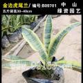 金边虎尾兰