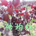 全红杨