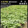 大花芦莉
