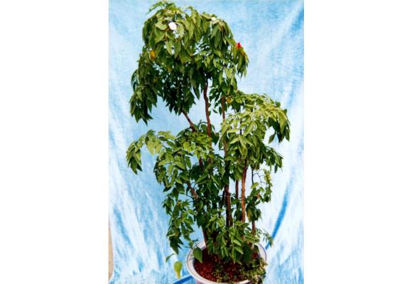 羽叶南洋森