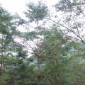 细叶榄仁