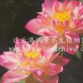 睡莲