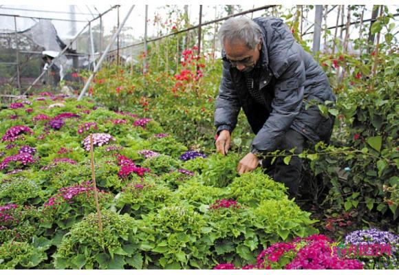 广州环保梦想 提倡年花以“租”代“购”