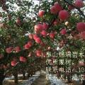 苹果