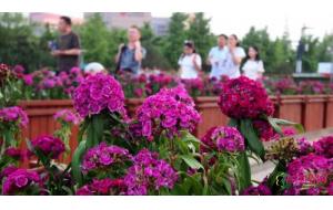 山东：石竹花首次现身济南泉城广场