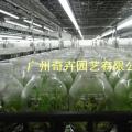 粉蕉