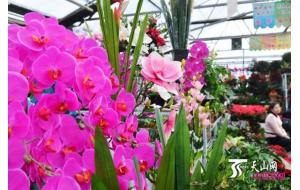 乌鲁木齐花卉市场百花齐放 红红火火迎新春