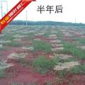 锦叶榄仁